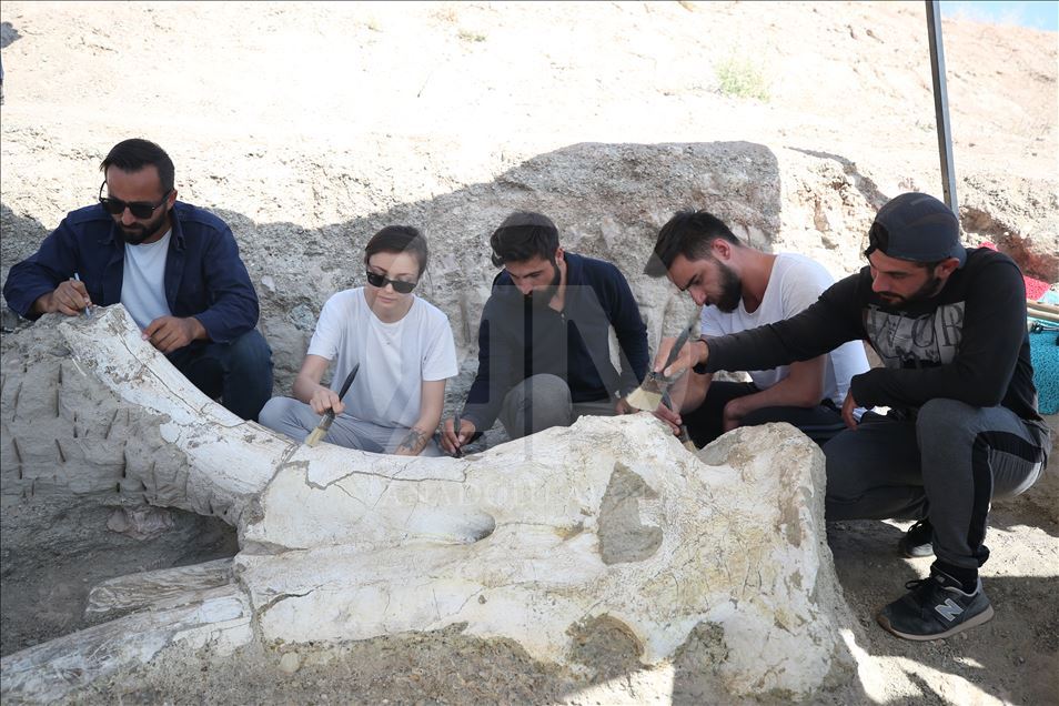 Kayseri'de tek parça halinde mamut fosili bulundu