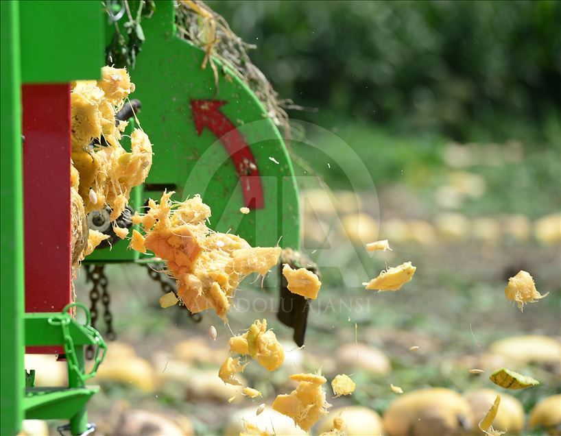 Yerli tohumdan yetiştirilen kabak çekirdeğini 4 kıtaya ihraç ediyor