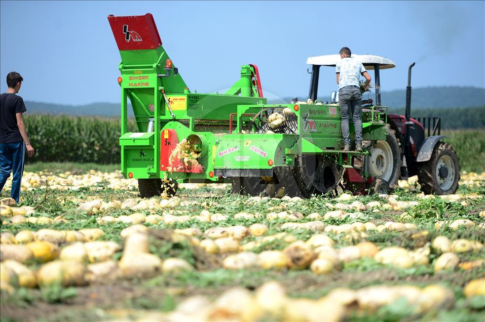 Yerli tohumdan yetiştirilen kabak çekirdeğini 4 kıtaya ihraç ediyor