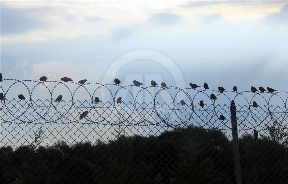 دریاچه حافیک ترکیه؛ میزبان انواع پرندگان مهاجر