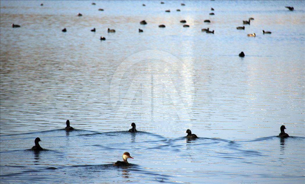 دریاچه حافیک ترکیه؛ میزبان انواع پرندگان مهاجر