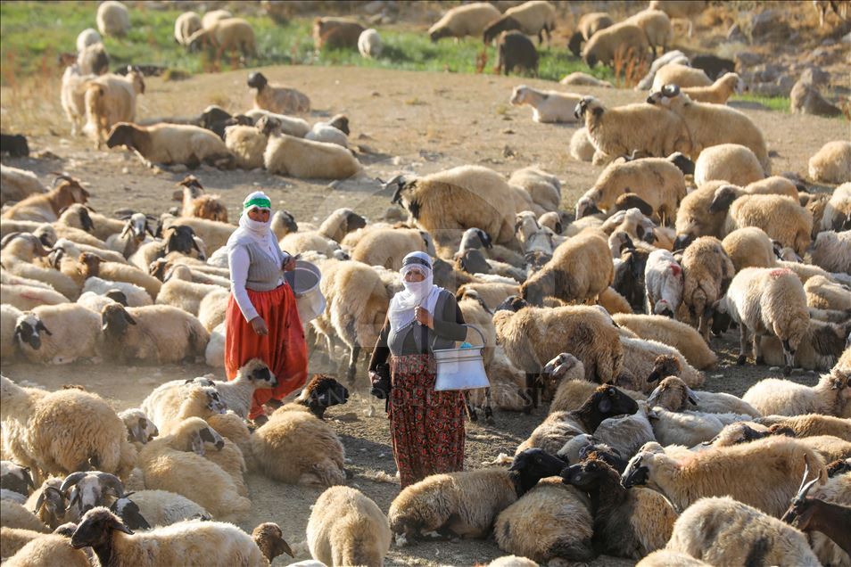 تصاویری از ییلاقهای استان وان ترکیه