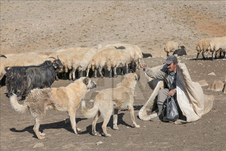 تصاویری از ییلاقهای استان وان ترکیه