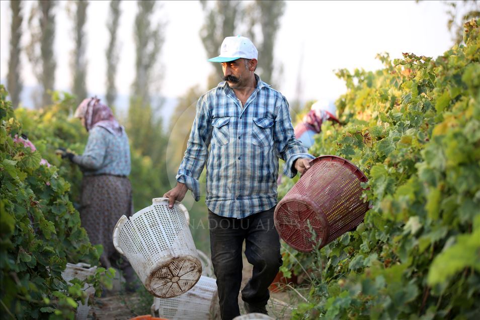 Kuru üzümde ihracat, ilk kez yarım milyar doları aştı