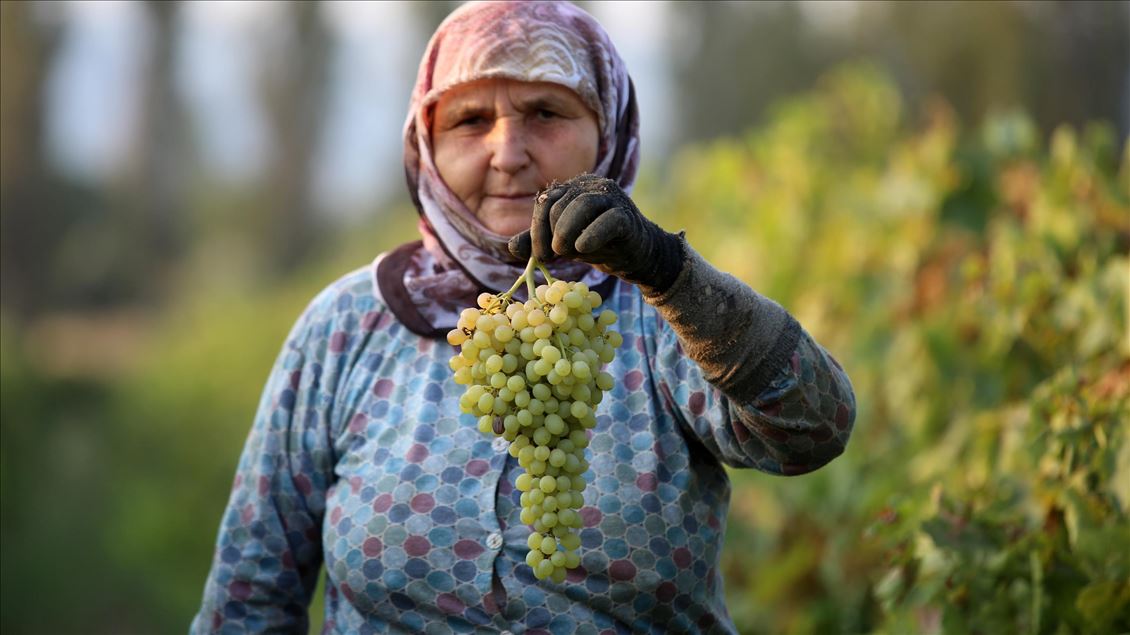 Kuru üzümde ihracat, ilk kez yarım milyar doları aştı