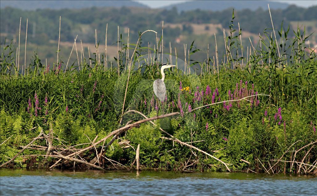 White pelicans on Ladik Lake