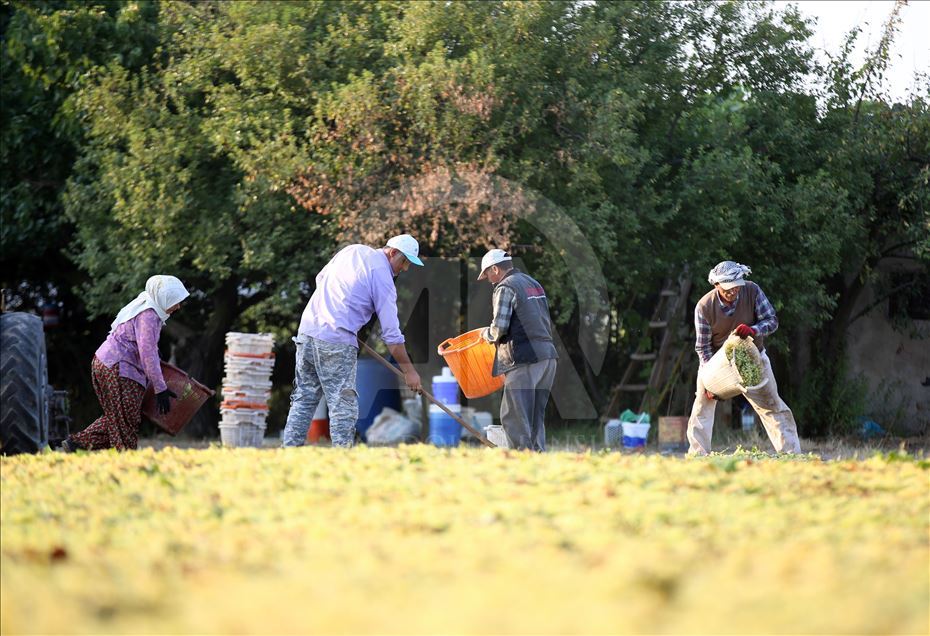 Kuru üzümde ihracat, ilk kez yarım milyar doları aştı