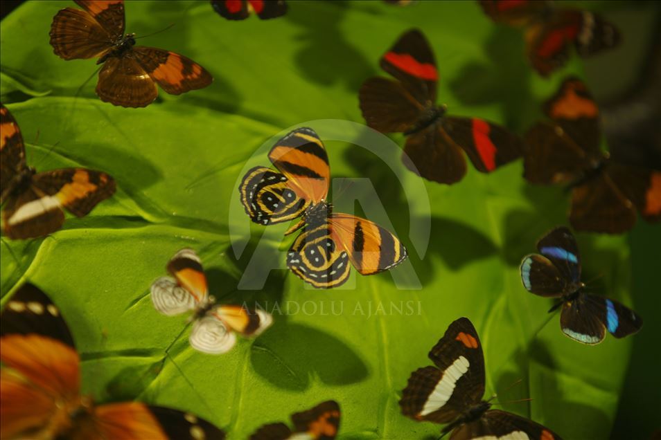 Достопримечательности Коньи: Тропический сад с бабочками