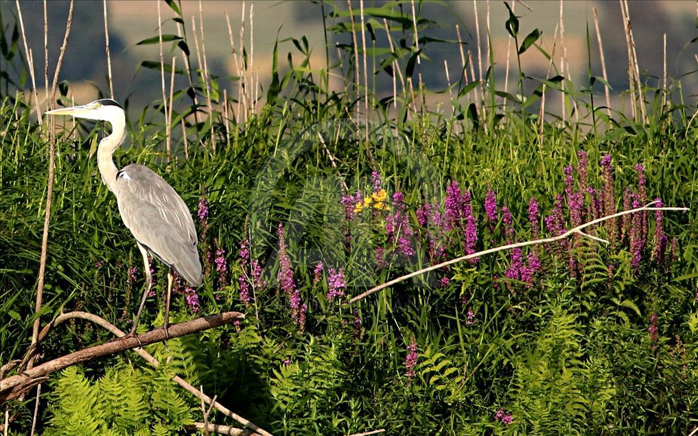 White pelicans on Ladik Lake