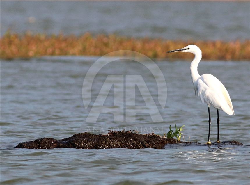 White pelicans on Ladik Lake