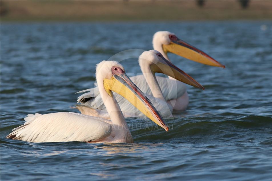 White pelicans on Ladik Lake