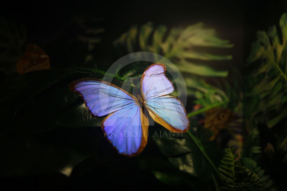 Достопримечательности Коньи: Тропический сад с бабочками