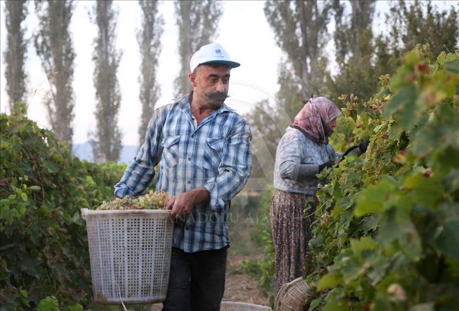 Kuru üzümde ihracat, ilk kez yarım milyar doları aştı