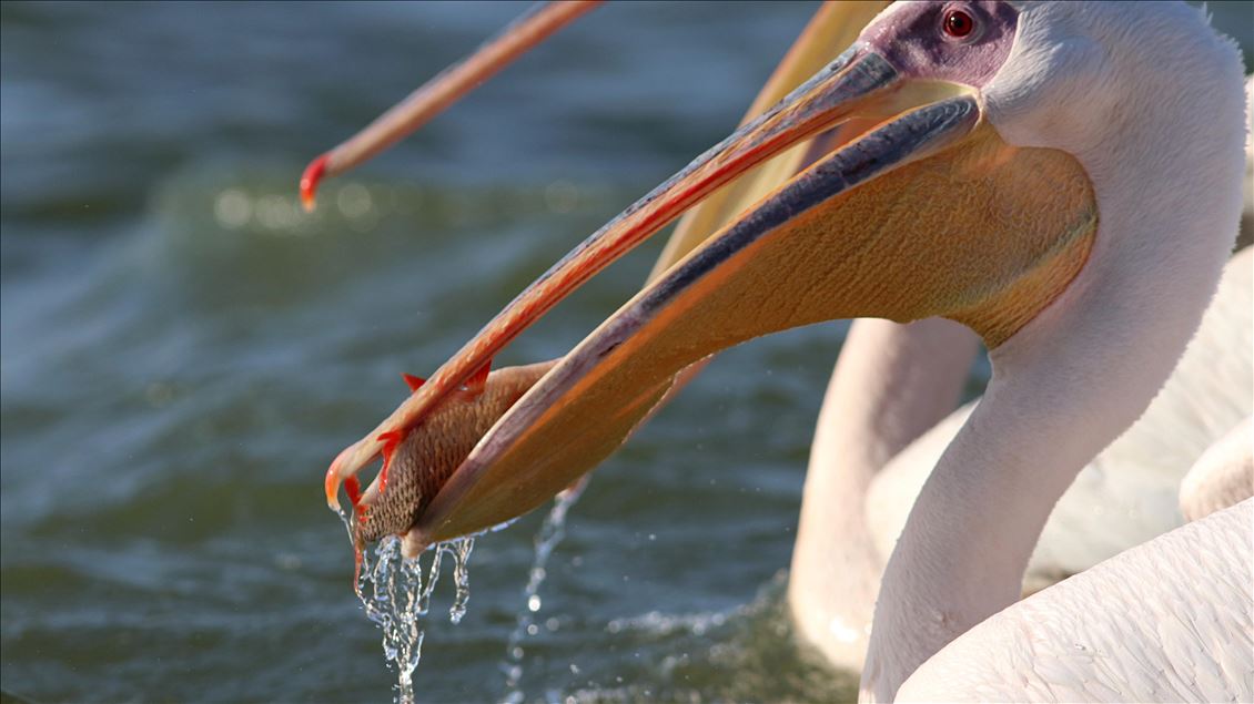 White pelicans on Ladik Lake