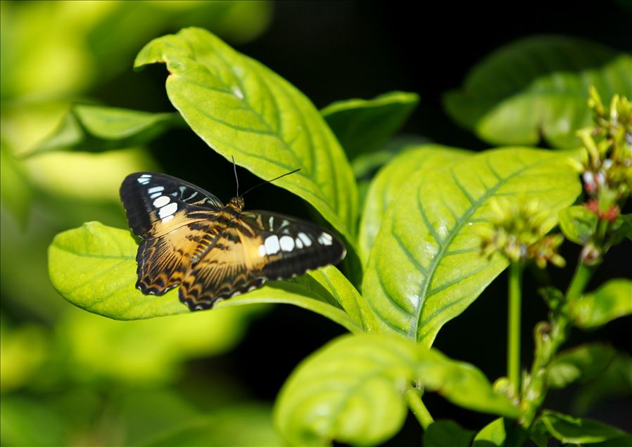 El mariposario más grande de Europa recibió 1.5 millones de visitantes