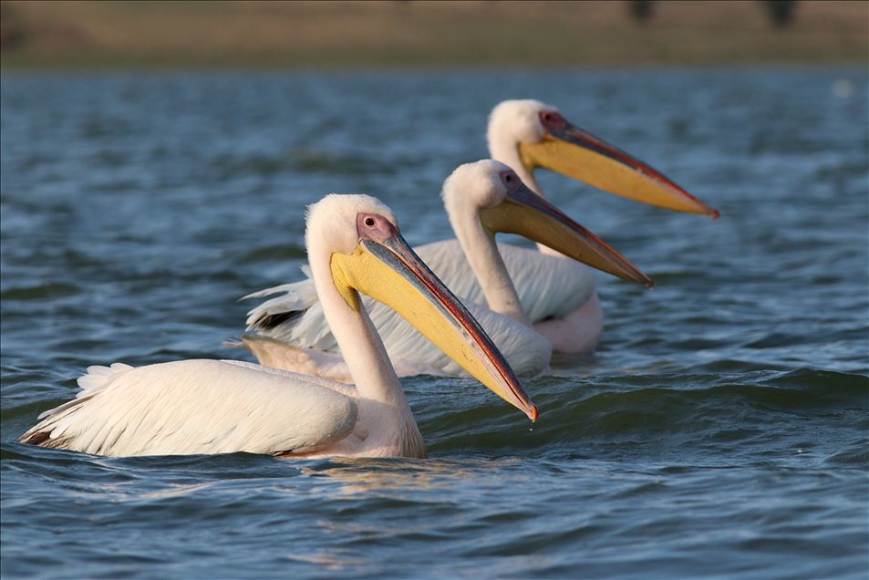 Pelícanos Blancos en el Lago Ladik