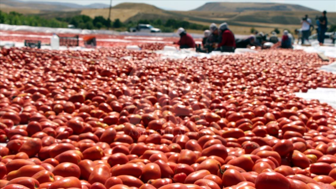 Kurutmaya bırakılan domateslerden ay yıldız
