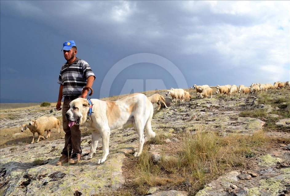 Çin'in koyunları 'Anadolu aslanı'na emanet