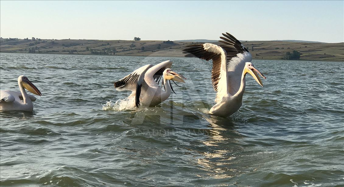 Avladığı balıkları pelikanlarla paylaşıyor
