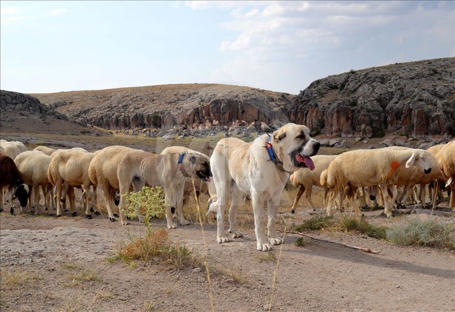 Çin'in han koyunları "Anadolu aslanı"na emanet