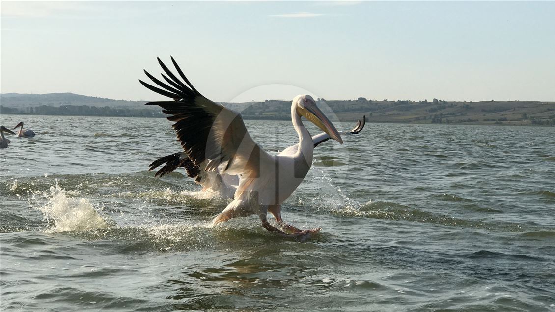 Avladığı balıkları pelikanlarla paylaşıyor
