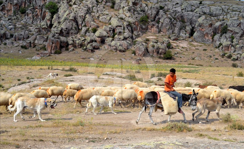Çin'in han koyunları "Anadolu aslanı"na emanet
