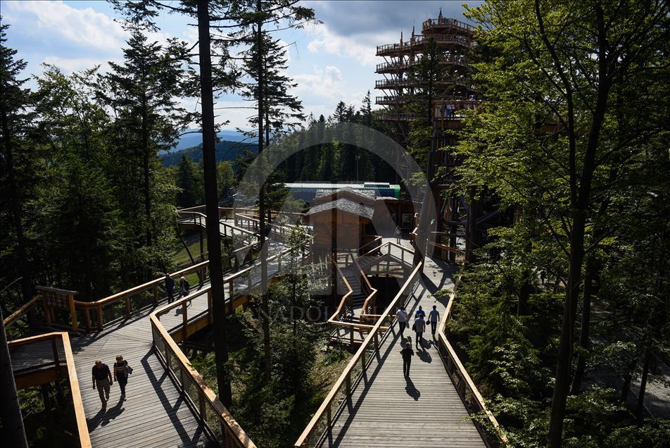 Poland's first wooden tree top observation tower