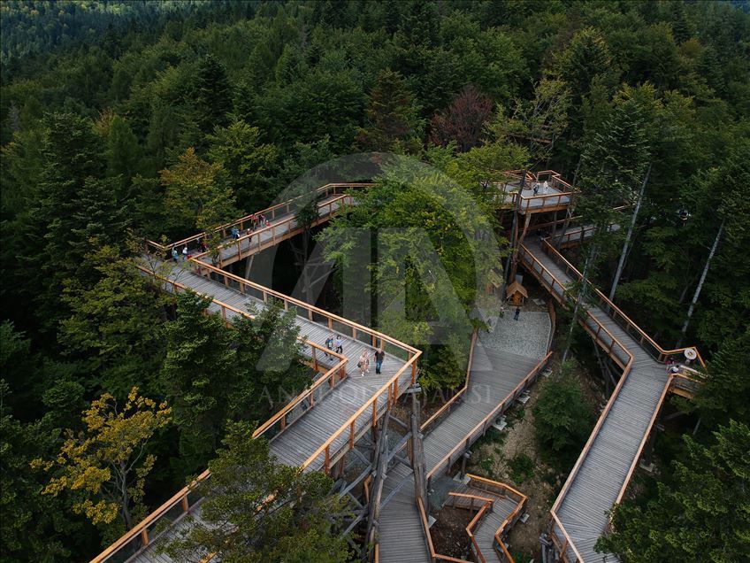 Poland's first wooden tree top observation tower