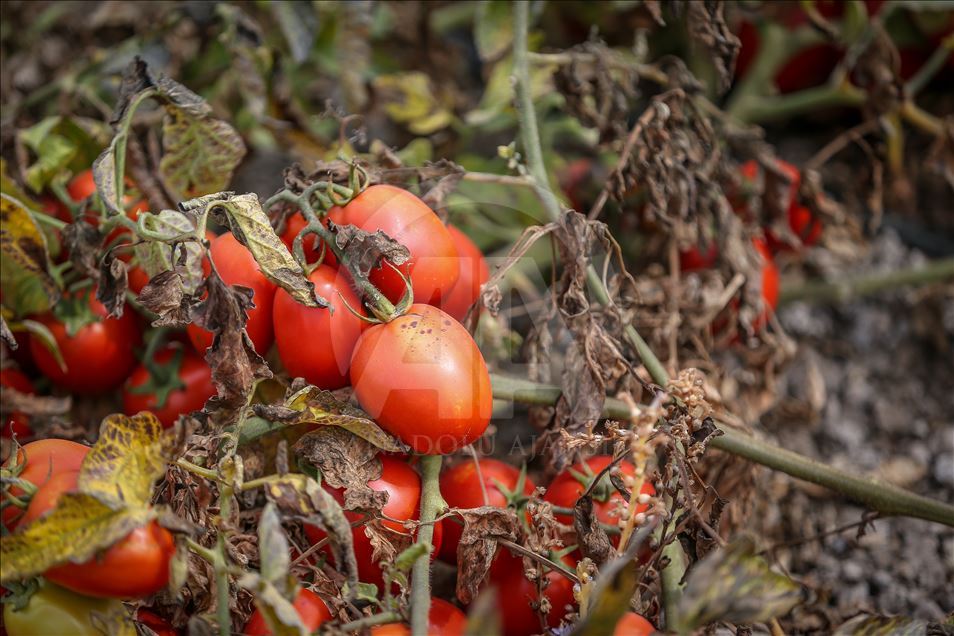 "Türkiye'nin salçalık domates merkezi"nde 1,3 milyon tonluk rekolte