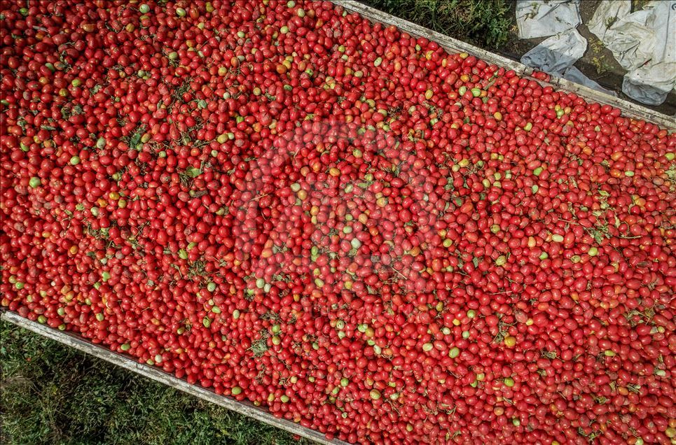 "Türkiye'nin salçalık domates merkezi"nde 1,3 milyon tonluk rekolte