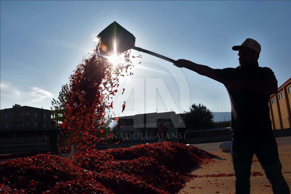 Procesamiento de hojuelas de pimiento rojo en Gaziantep
