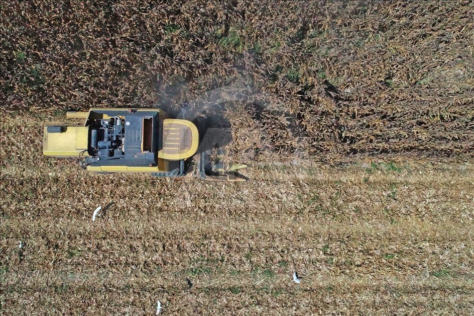 Çukurova çiftçisinin yüzünü mısır fiyatları güldürdü