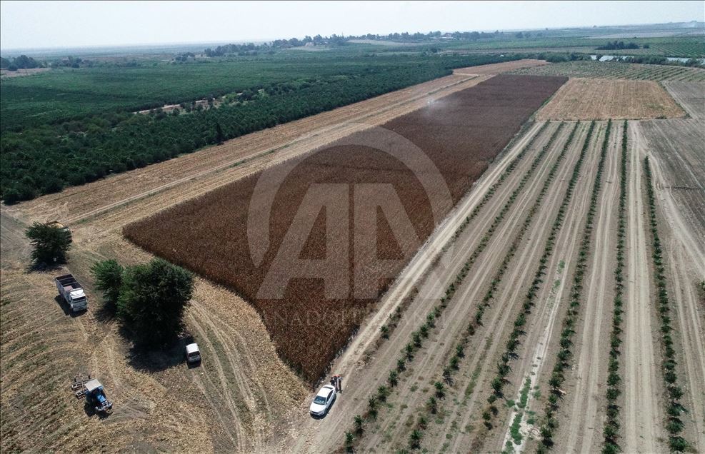 Çukurova çiftçisinin yüzünü mısır fiyatları güldürdü