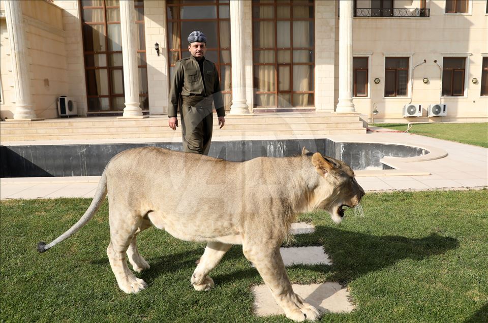 Iraklı hayvansever çocuklarından ayrı tutmadığı yavru aslanı evinde besliyor
