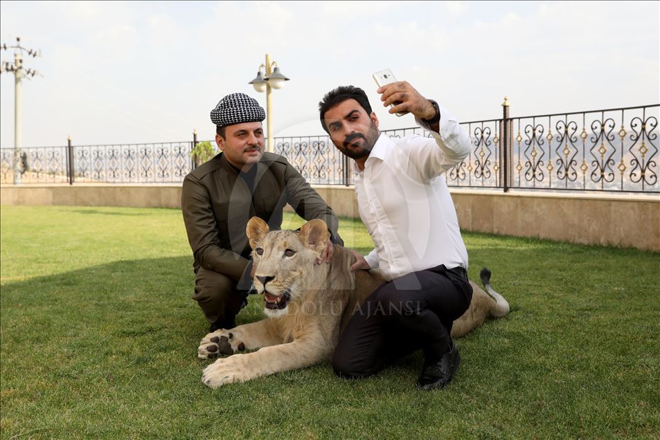 Iraklı hayvansever çocuklarından ayrı tutmadığı yavru aslanı evinde besliyor
