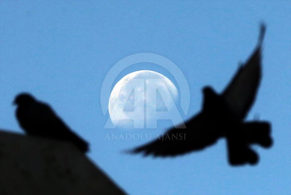 Pigeons in Turkey's Ankara