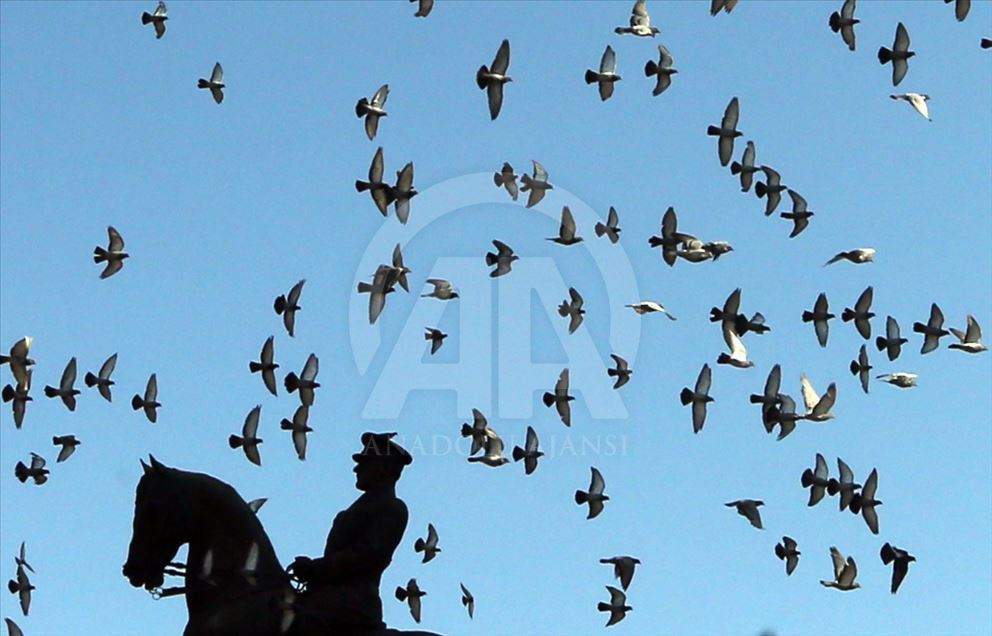 Pigeons in Turkey's Ankara