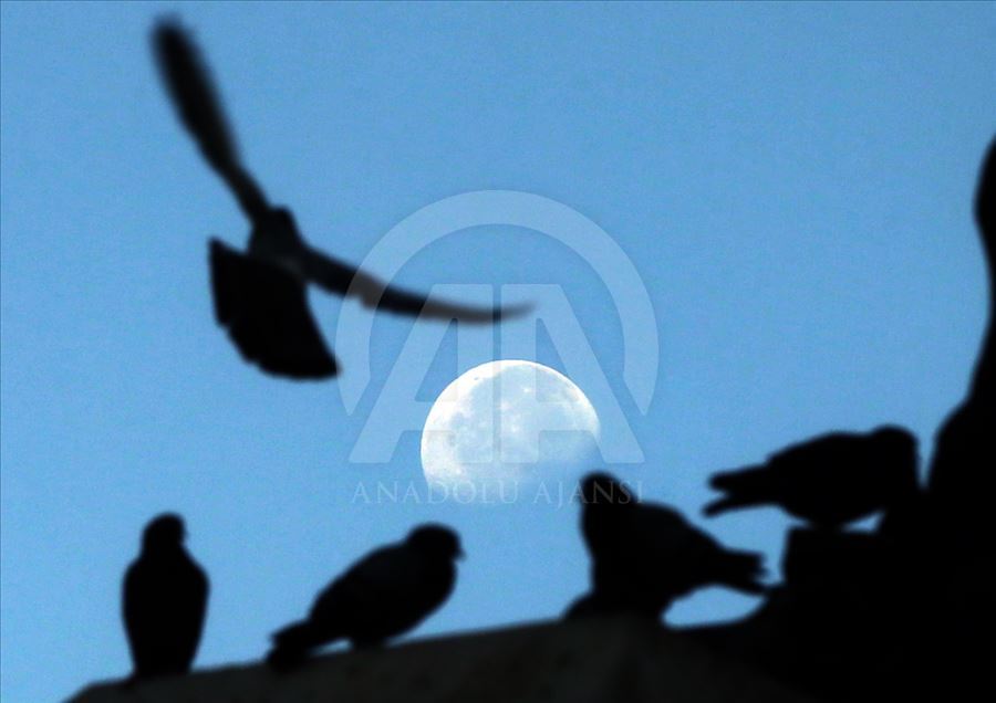 Pigeons in Turkey's Ankara