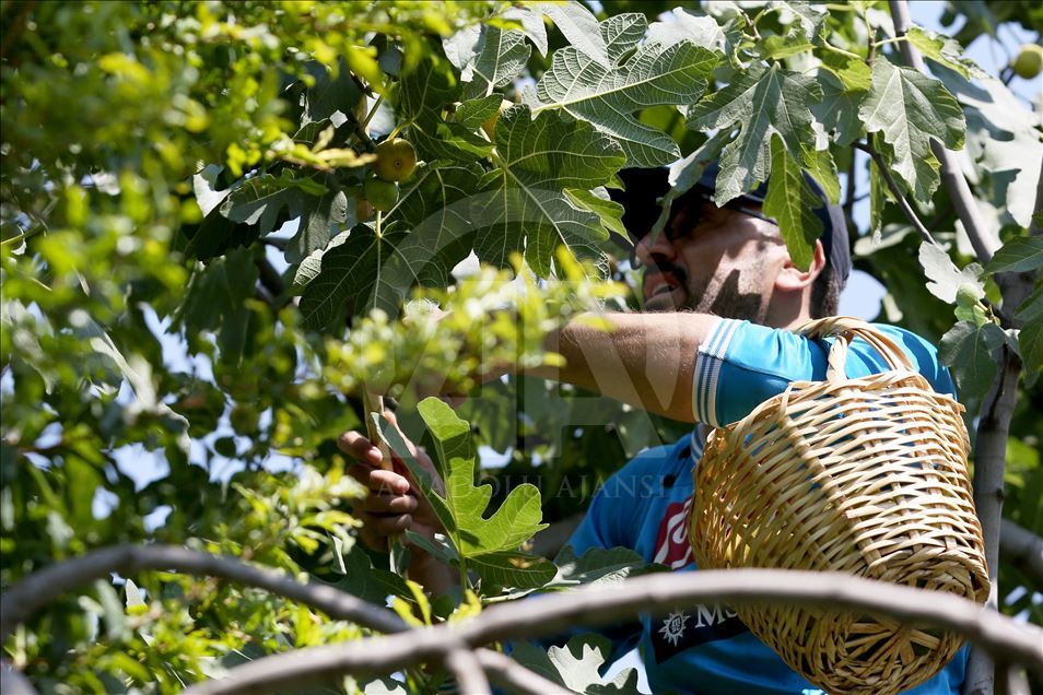 هەنجیرى دەڤەری ئاکرێ بەناوبانگترین جۆرى هەنجیر