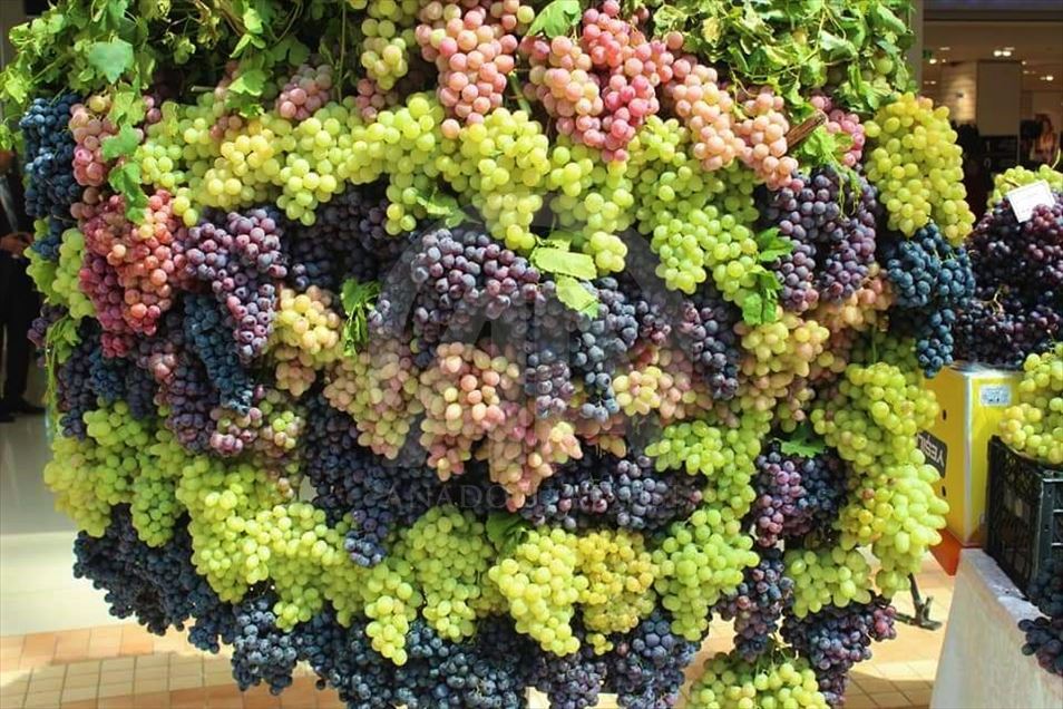 دهۆک.. فێستیڤاڵى ترێ