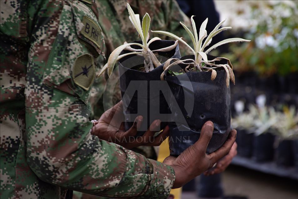 Soldados plantan frailejones en la Páramo de Chingaza
