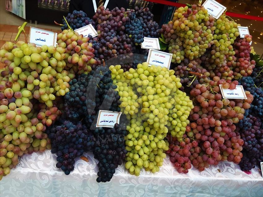 دهۆک.. فێستیڤاڵى ترێ