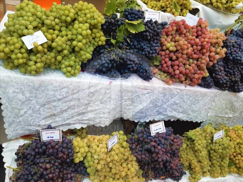 دهۆک.. فێستیڤاڵى ترێ