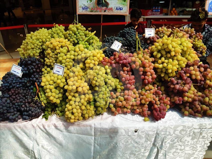 دهۆک.. فێستیڤاڵى ترێ