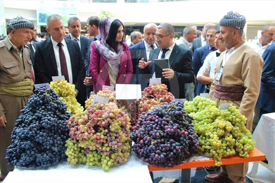 دهۆک.. فێستیڤاڵى ترێ