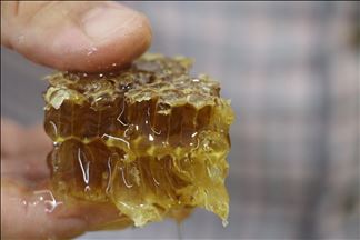 سێرت.. بهرههمهێنانی ههنگوین له چیای ههرهكۆڵ