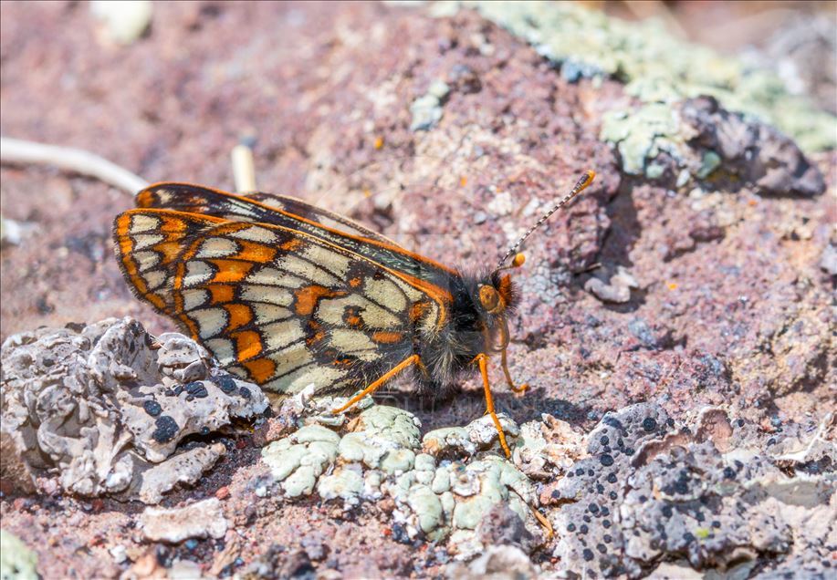 یک گونه پروانه‌ از عصر یخبندان در ترکیه به تصویر کشیده شد

