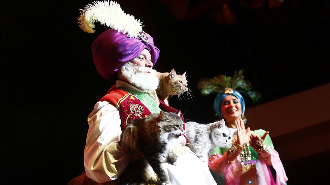 Moscow Cat Theatre invites guests