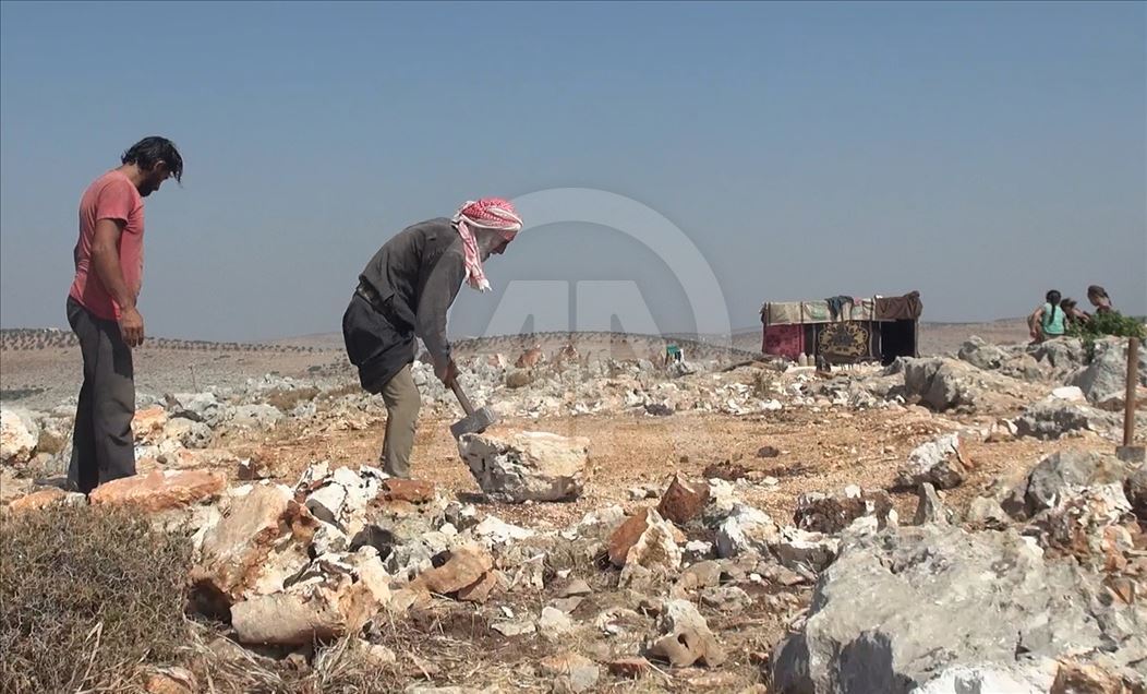 Sûriyeyiyê 72 salî keviran dişikîne û pê debara xwe dike