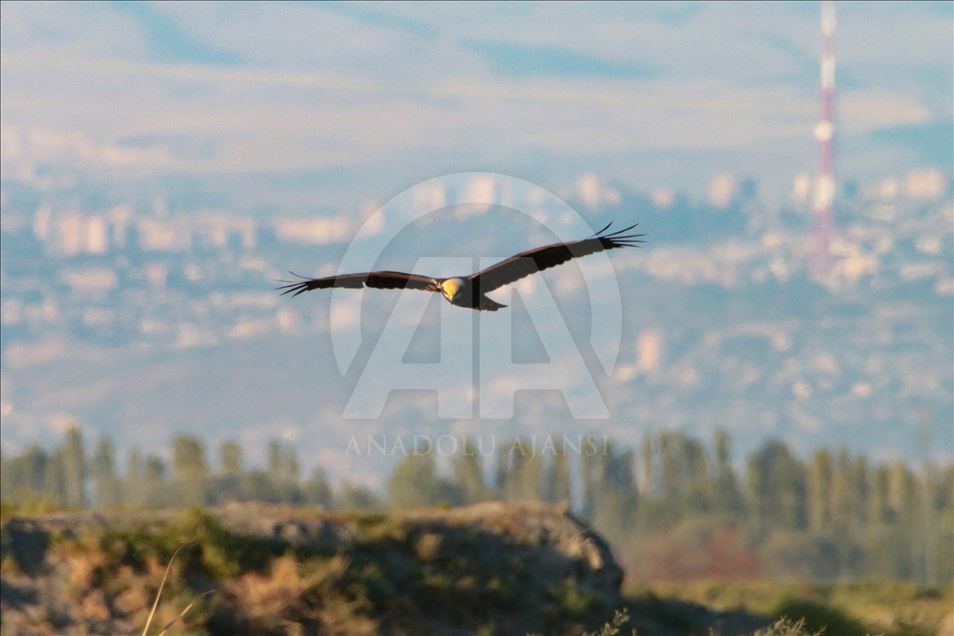 له لووتكهی چیای ئاگری زستانه و له قهدپاڵهكانیشی پاییز
